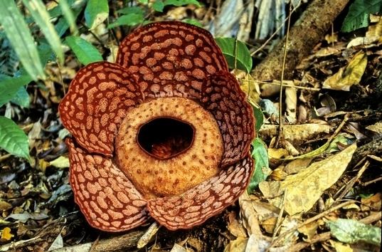 Rafflesia cantleyi parasiticplantssiueduRafflesiaceaeimagesRaffl