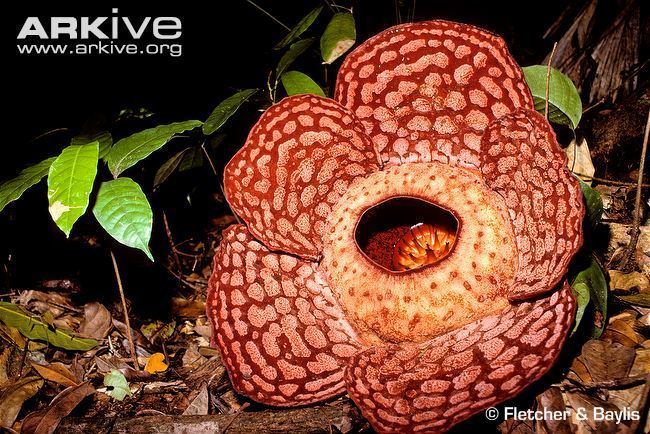 Rafflesia cantleyi Rafflesia videos photos and facts Rafflesia cantleyi ARKive