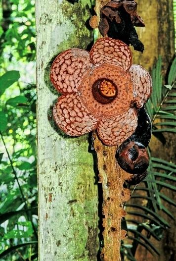 Rafflesia cantleyi Rafflesia cantleyi page