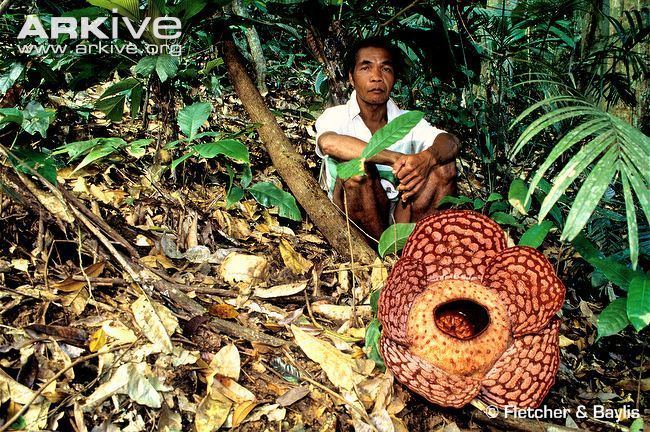 Rafflesia cantleyi Rafflesia photo Rafflesia cantleyi G14218 ARKive