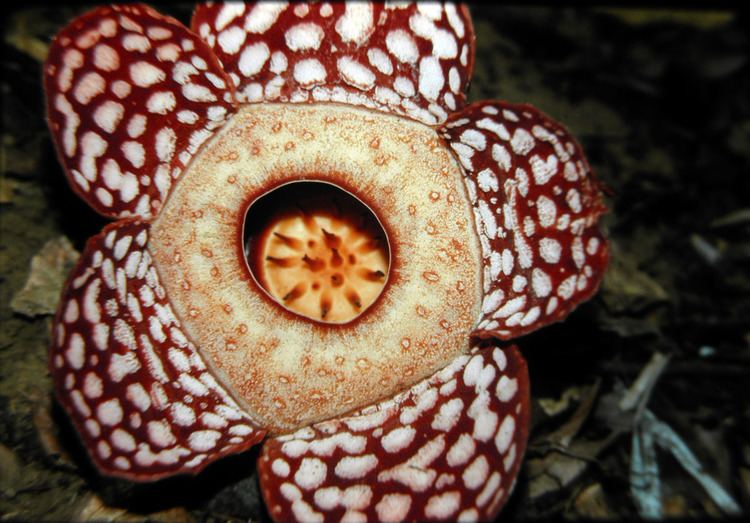 Rafflesia cantleyi Rafflesia cantleyi Rafflesiaceae image 23152 at PhytoImagessiuedu