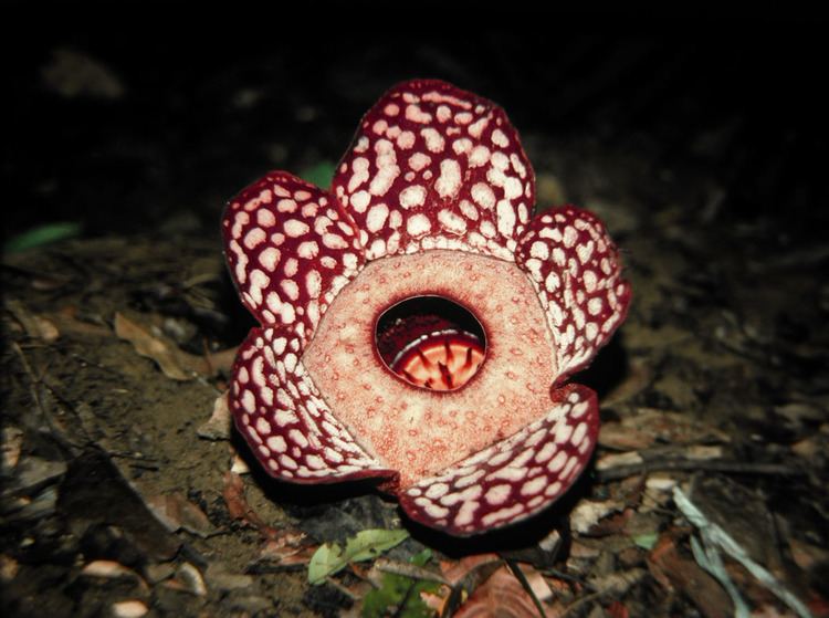 Rafflesia cantleyi Rafflesia cantleyi Rafflesiaceae image 23151 at PhytoImagessiuedu