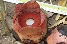 Rafflesia consueloae httpsuploadwikimediaorgwikipediacommonsthu