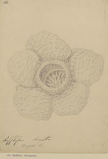 Rafflesia hasseltii httpsuploadwikimediaorgwikipediacommonsthu