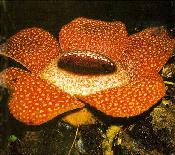 Rafflesia keithii parasiticplantssiueduRafflesiaceaeimagesRaff