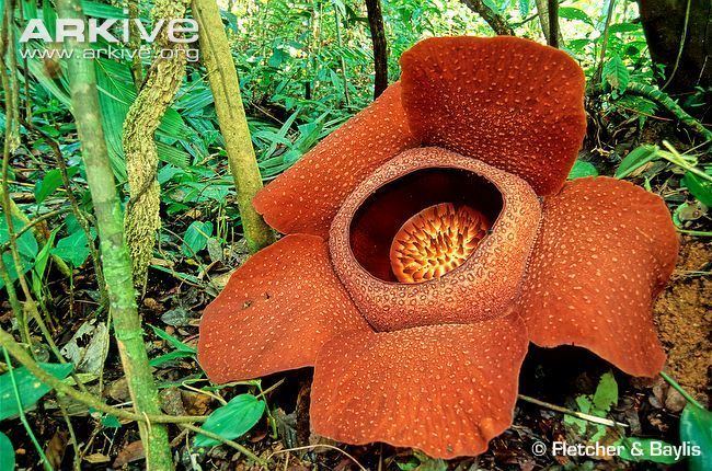 Rafflesia kerrii Rafflesia videos photos and facts Rafflesia kerrii ARKive
