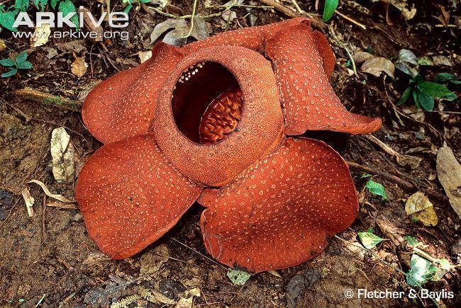Rafflesia kerrii Rafflesia photo Rafflesia kerrii G15056 ARKive