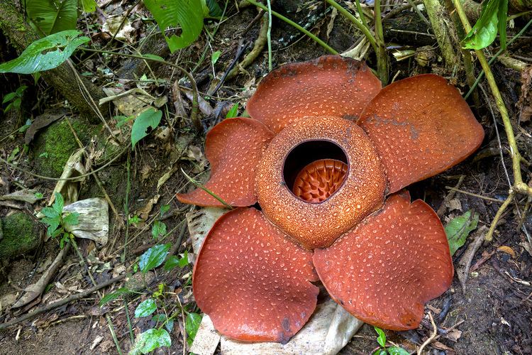 Rafflesia kerrii Rafflesia kerrii View large quotCome with me Sir come A f Flickr