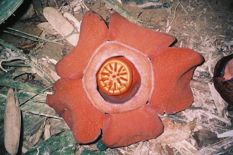 Rafflesia kerrii httpsuploadwikimediaorgwikipediacommonsthu