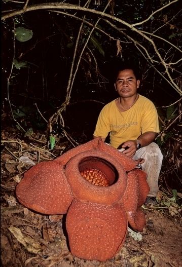Rafflesia kerrii Rafflesia kerrii page