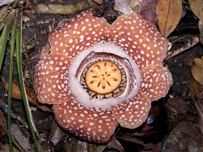 Rafflesia lobata Rafflesia lobata page