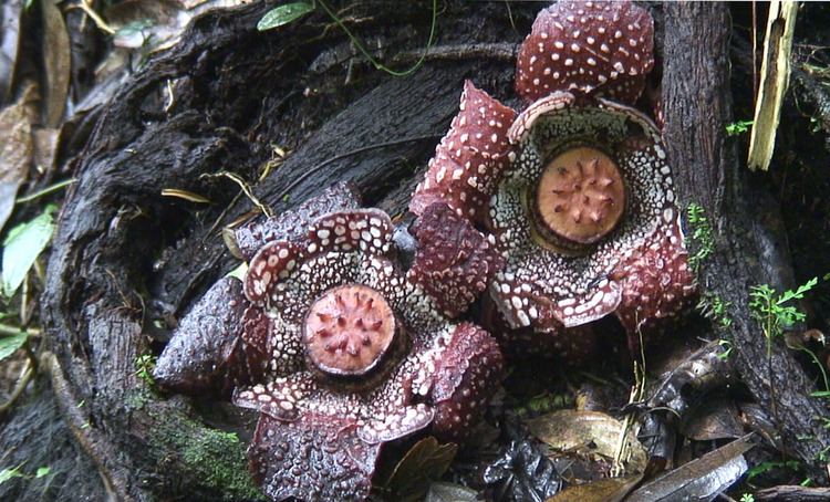 Rafflesia lobata Rafflesia lobata Rafflesiaceae image 86250 at PhytoImagessiuedu