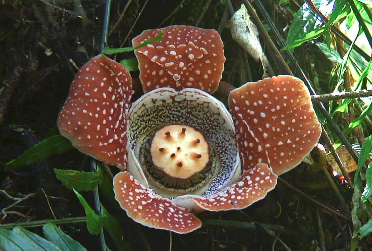 Rafflesia lobata Rafflesia lobata Rafflesiaceae image 86254 at PhytoImagessiuedu