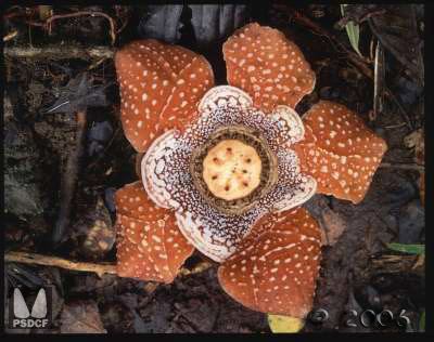 Rafflesia lobata parasiticplantssiueduRafflesiaceaeimagesRaffl