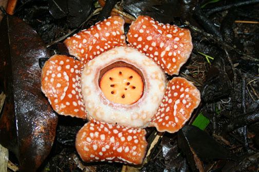 Rafflesia manillana parasiticplantssiueduRafflesiaceaeimagesRaffl
