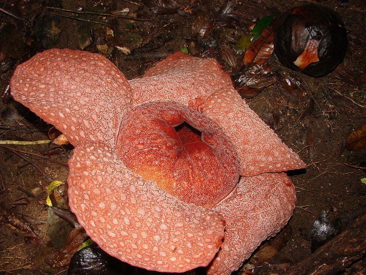 Rafflesia micropylora - Alchetron, The Free Social Encyclopedia