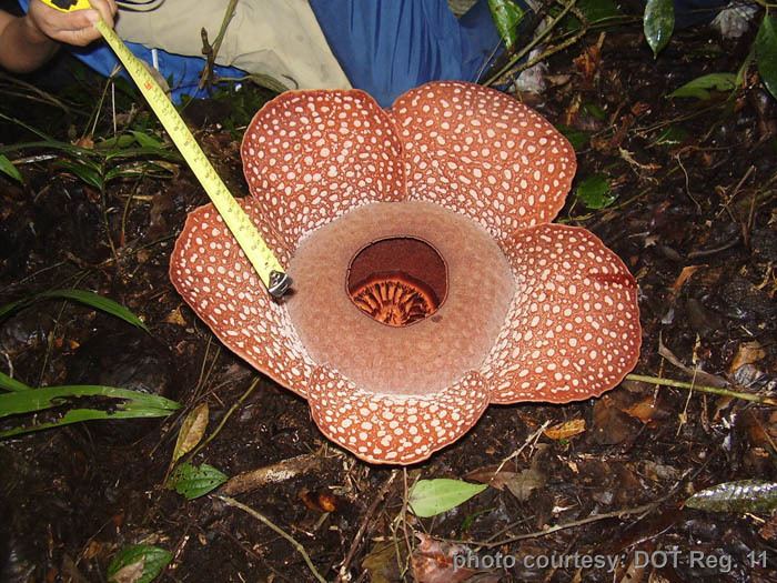 Rafflesia mira parasiticplantssiueduRafflesiaceaeimagesRaffl