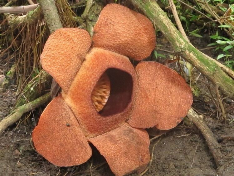 Rafflesia patma Ini Dia Bentuk Bunga Rafflesia Patma yang Langka