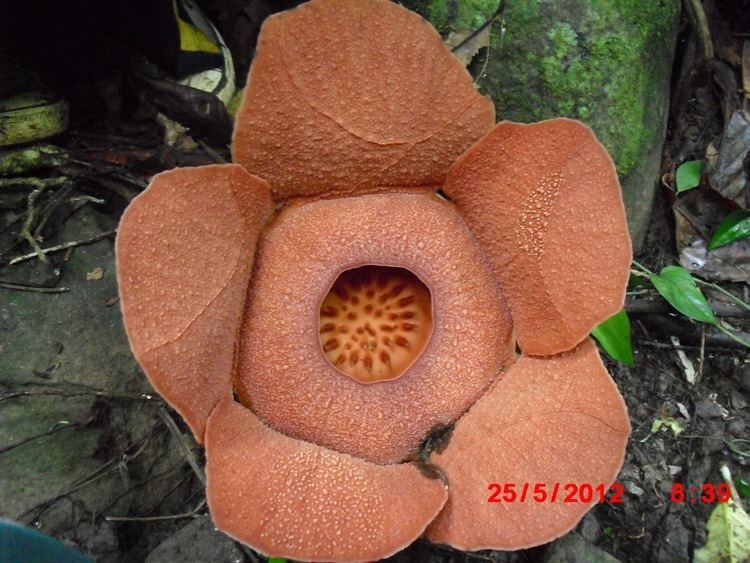 Rafflesia patma 4bpblogspotcoma0i77B4RgCUUKMieT0GHiIAAAAAAA