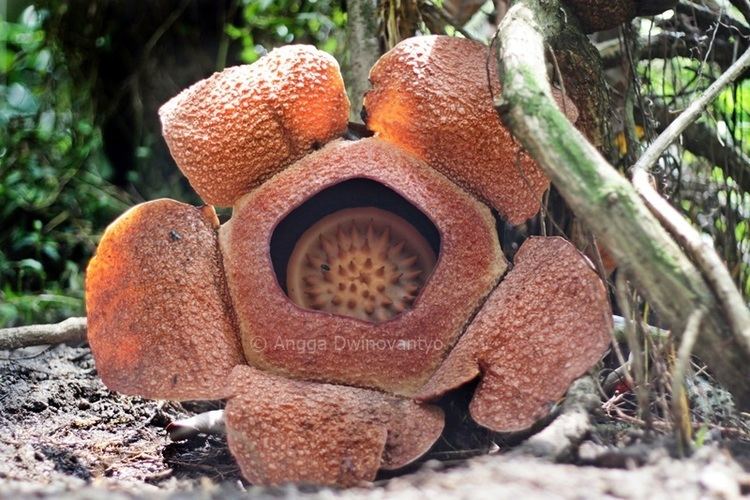 Rafflesia patma Hello BOGOR Rafflesia Patma Bunga Langka di Kebun Raya Bogor
