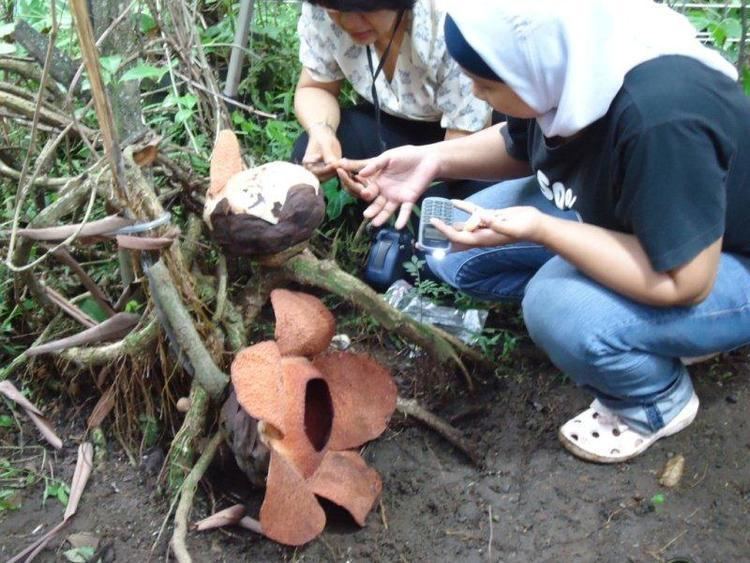 Rafflesia patma Rafflesia patma blooms again in Bogor Always Restless Feet
