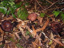 Rafflesia pricei httpsuploadwikimediaorgwikipediacommonsthu