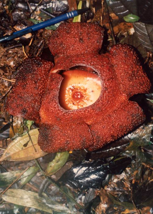 Rafflesia rochussenii parasiticplantssiueduRafflesiaceaeimagesRaff