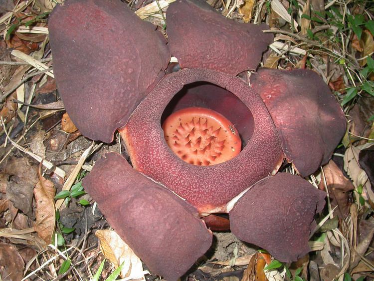 Rafflesia speciosa wwwphytoimagessiueduuserspelserpb46096Apr