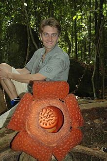Rafflesia tuan-mudae httpsuploadwikimediaorgwikipediacommonsthu