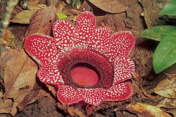 Rafflesiaceae Parasitic Plant Connection Rafflesiaceae