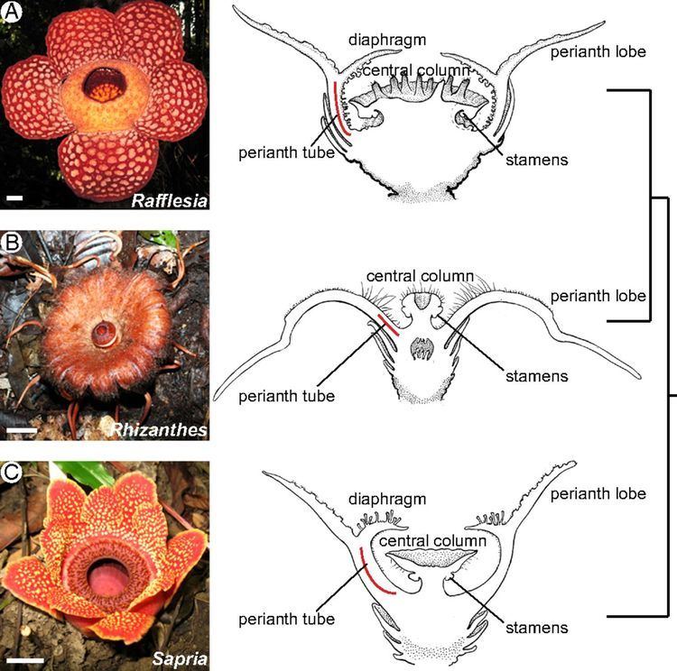 Rafflesiaceae Developmental origins of the world39s largest flowers Rafflesiaceae