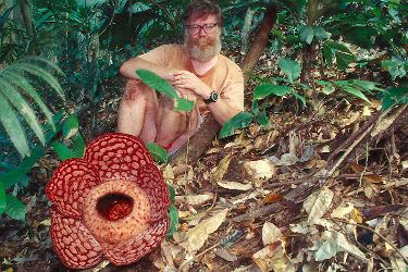 Rafflesiaceae Rafflesia cantleyi page