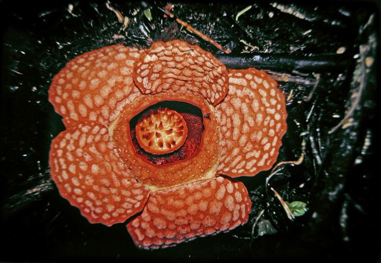 Rafflesiaceae Rafflesia gadutensis Rafflesiaceae image 23167 at PhytoImagessiuedu