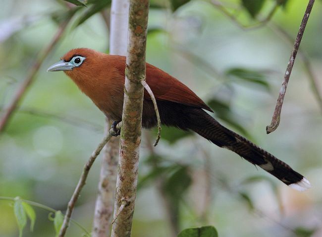 Raffles's Malkoha - Alchetron, The Free Social Encyclopedia