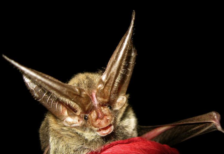 Rafinesque's big-eared bat Rafinesque39s Bigeared Bat Corynorhinus rafinesquii NCTN Flickr