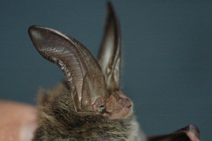 Rafinesque's big-eared bat ADW Corynorhinus rafinesquii INFORMATION