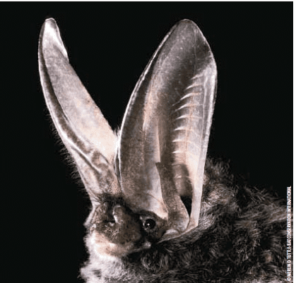 Rafinesque's big-eared bat Rafinesque39s bigeared bat
