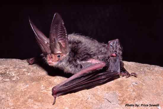 Rafinesque's big-eared bat The Tennessee Bat Working Group