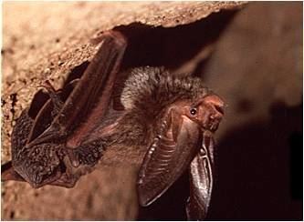 Rafinesque's big-eared bat Rafinesque39s bigeared bat in Kentucky