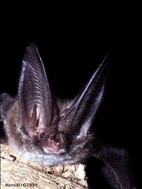 Rafinesque's big-eared bat fishesofgeorgiaugaedugawildlifeimagesMammalia