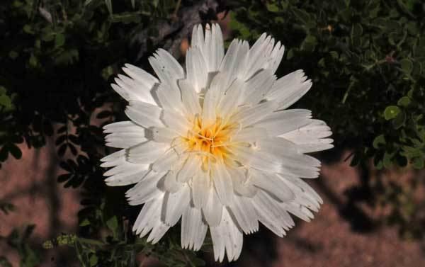 Rafinesquia neomexicana neomexicana New Mexico Plumeseed Southwest Desert Flora