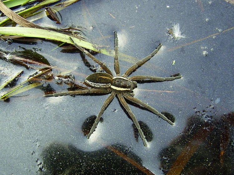 Raft spider Raft Spider Dolomedes fimbriatus one of many raft spiders at