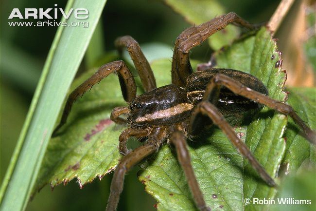 Raft spider Raft spider videos photos and facts Dolomedes fimbriatus ARKive