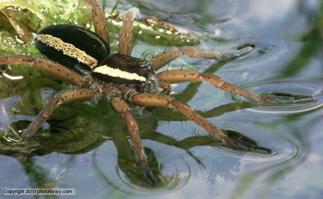 Raft spider BBC Nature Raft spiders videos news and facts