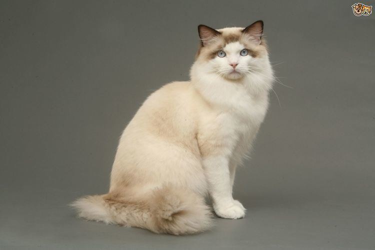Ragdoll Ragdoll Cat Breed Information Facts Photos Care Pets4Homes