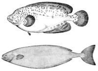 Ragfish Ragfish Wikipedia
