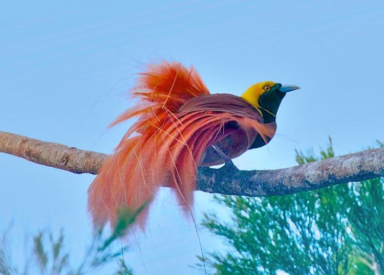 Raggiana bird-of-paradise 3839 Raggiana Birdof Paradise Paradisaea raggiana Varir Flickr
