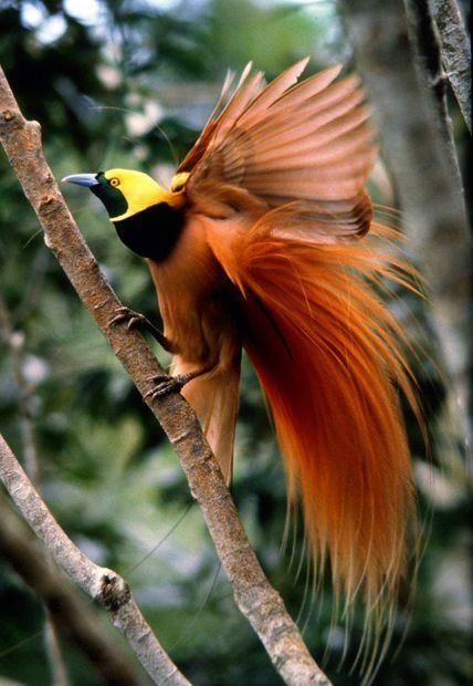 Raggiana bird-of-paradise Raggiana Birds of Paradise New Guinea feathers heavily used in