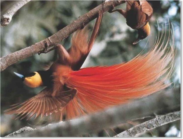 Raggiana bird-of-paradise lh6ggphtcom1wtadqGaaPsTAEp5uvu7RIAAAAAAAAB8A