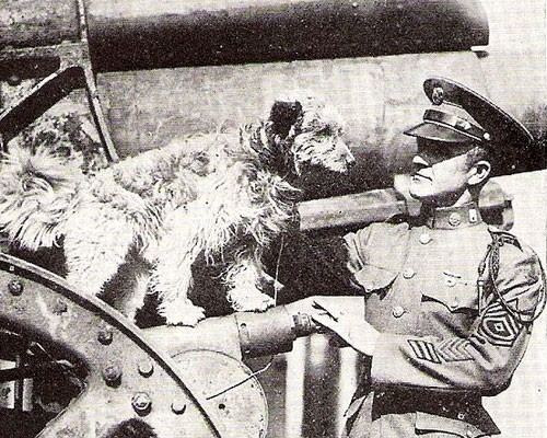 Rags (dog) From Yorkies to Pitties 20 of the Bravest Military Dogs in History